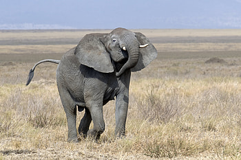 Elephant, animal, nature, pachyderm HD wallpaper