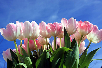 TULIPS, PETALS, LEAVES, SKY, STEMS HD wallpaper
