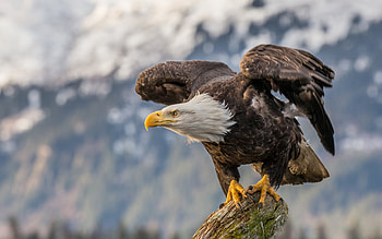 Bald, Eagle, , Wildlife HD wallpaper