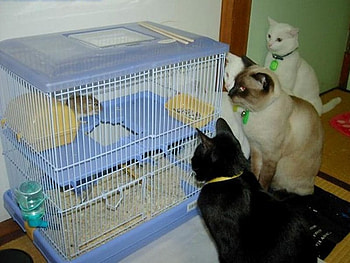 cats watching hamster, animals, cats, hamster, watching, cage HD wallpaper