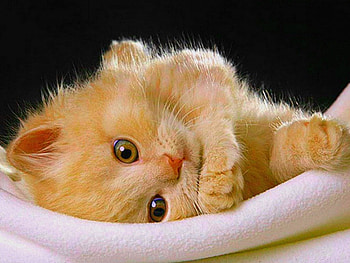Miss you ..., kitten, animal, white, miss you, cute, cat, small, play, stay, blanket HD wallpaper