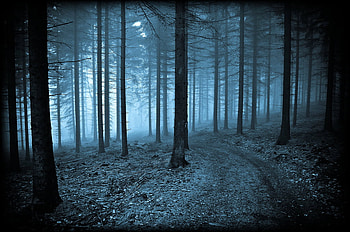 Blue Road, blue, trees, road, forest HD wallpaper