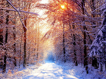 Landscape, Winter, Trees, Roads, Sun HD wallpaper