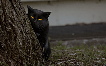 Animals, Grass, Dark, Wood, Cat, Tree, Hide, Bark HD wallpaper