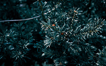 Leaves, Macro, Wood, Tree, Ladybird, Ladybug HD wallpaper