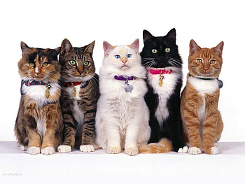 Animals, Cats HD wallpaper