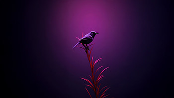 Bird Moments Of Quiet Reflection, birds, animals, artwork, art, digital-art HD wallpaper