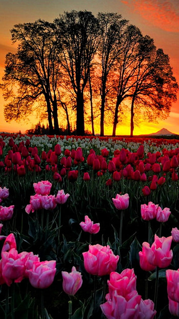 flower, pink flower, red flower, tree, nature, tulip HD phone wallpaper