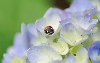 Flowers, Grass, Macro, Insect, Ladybug, Ladybird, Crawl HD wallpaper