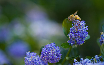 Flower, Plant, Macro, Shine, Light, Bee HD wallpaper