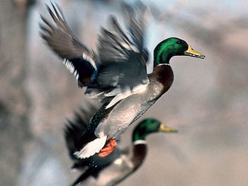 Ducks, other, beautiful, animals HD wallpaper
