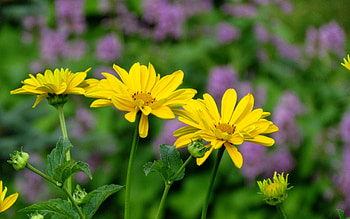 My garden, summer, lila, country, nice HD wallpaper