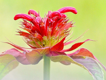 Bee Balm Up Close, graphy, Leaves, Bee Balm, Red, Nature, Flower, Spring HD wallpaper