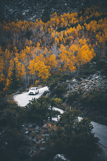 Autumn, Cars, Road, Turn, Forest, Car HD phone wallpaper