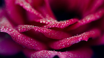 Drops, Macro, Rose Flower, Rose, Petals, Bud HD wallpaper