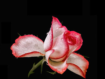 Pink and White Rose, rose, pink, white, flower HD wallpaper