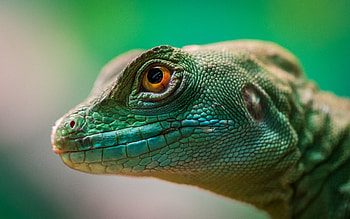 Green Lizard Reptile Macro , lizard, reptile, animals, macro HD wallpaper