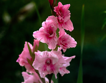 Gladiolus, plant, nature, flower HD wallpaper