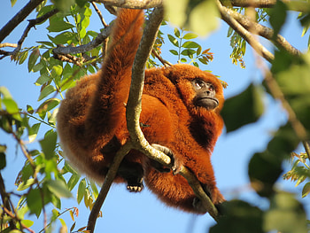 Brown Howler Monkey, , Alouatta Guariba, iNaturalist HD wallpaper