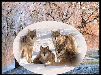 Wolfs in Winter, winter, wolfs, forest, collage HD wallpaper