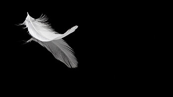 Feather, Reflection, Bw, Chb, Pen HD wallpaper