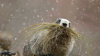 Groundhog Day again, Microsoft , Unique , Festive screens HD wallpaper