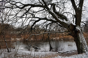 Winter, Nature, Rivers, Snow, Wood, Tree HD wallpaper