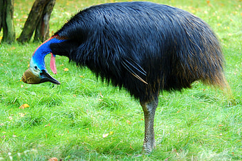 Southern cassowary species, Unique bird graphy, Australian wildlife wonder, Majestic creature HD wallpaper