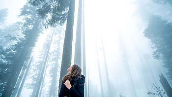 Girl Looking Towards The Tips Of Trees, graphy, trees HD wallpaper