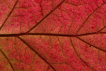 Plant, Macro, Sheet, Leaf HD wallpaper