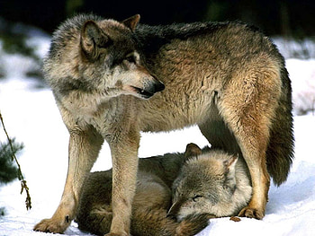 on guard, winter, wolves, snow, nature, guard HD wallpaper