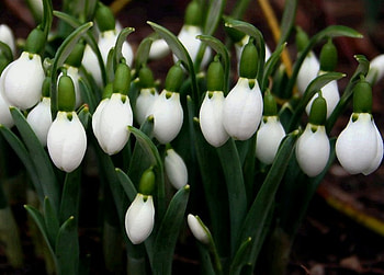 White Lamps, white, nature, green, flower HD wallpaper