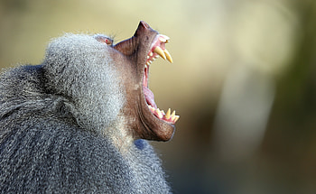 Jaws, Baboon HD wallpaper