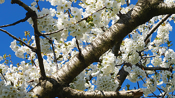 Apple tree branches, Stock video, Nature's wonder, Serene atmosphere HD wallpaper