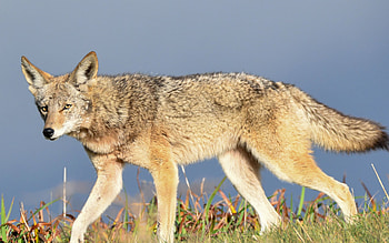 Coyote, Frequently asked questions, Citizens for LA wildlife, Coyote knowledge HD wallpaper