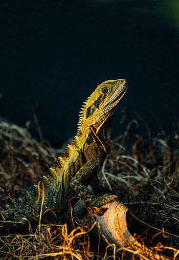 Animals, Lizard, Reptile, Water Lizard HD phone wallpaper