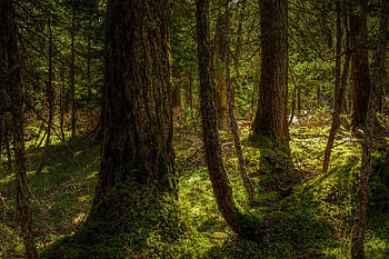Green forest, Nature's sanctuary, Verdant beauty, Serene wilderness HD wallpaper