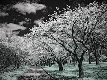 frank lemir, white, path, blooming, trees, road HD wallpaper