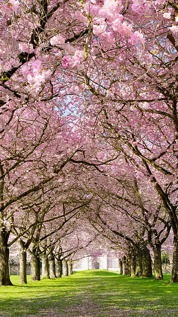 spring , quality, able, options HD phone wallpaper