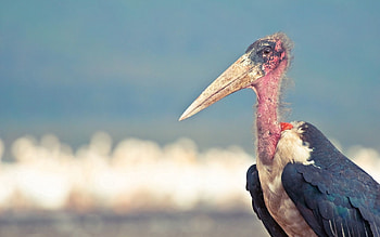 Animals, Nature, Bird, Beak HD wallpaper
