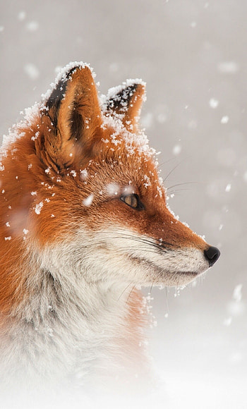 Fox snow, , , Winter wonderland HD phone wallpaper