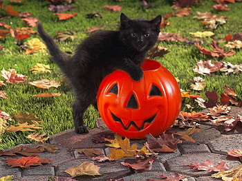 Animals, Pumpkin, Kitty, Kitten, Toy, Kid, Tot HD wallpaper