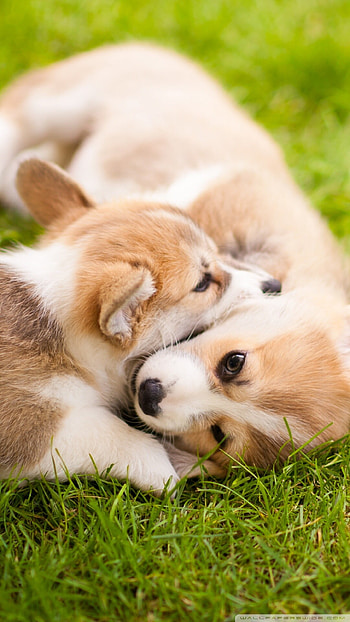 Corgi, Puppies HD phone wallpaper