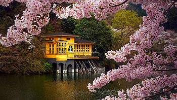 River, Japan, Blossom, , House, Cherry Blossom, Pink Flower, Spring HD wallpaper