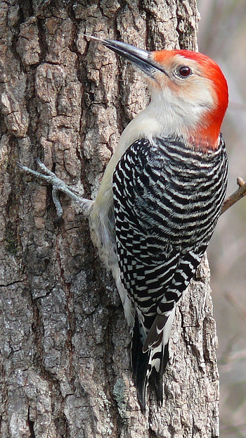 Woodpecker, Red Head HD phone wallpaper