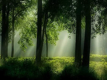 light trees, nature, forest, light, tree HD wallpaper