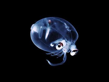 Transparent Animal, animal, cool, , transparent HD wallpaper