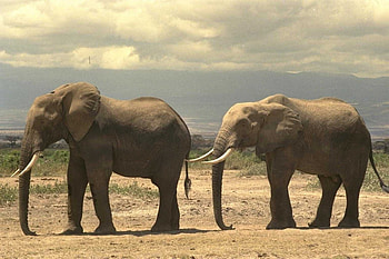 Animals, Elephants HD wallpaper