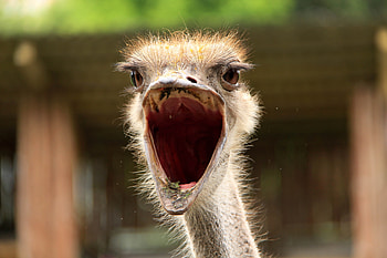 Animals, Ostrich, Bird, Close-Up, To Fall, Mouth HD wallpaper