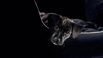 Animals, Dogs, Art HD wallpaper